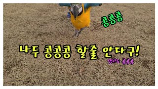 청금강 앵무새가 콩콩콩을 배웠어요. [ 밍고도 콩콩콩 …