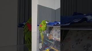집에오면 반겨주는 앵무새 #앵무새 #한스마카우 #bir…
