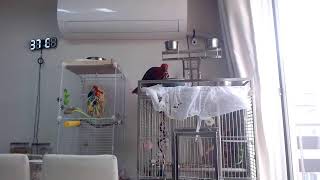 25.7.9 뉴기니아 루비 관찰캠