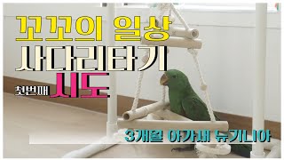 앵무새의 피곤한 일상 사다리 첫번째 시도
