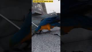 쇠에 비친 자신과 대화하는 앵무새 #parrot #앵무새 #청금강 #청금강앵무새 #macaw #동물 #animal #마카우