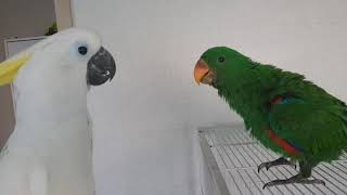 코카투 와 뉴기니아 앵두와 로또 싸우지마