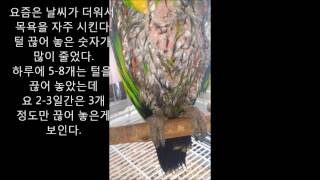 self injury Eclectus parrot therapy course 89 자해하는 뉴기니아앵무새 치료과정 89