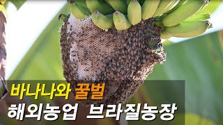 바나나와 벌꿀,Banana and bee,나나와 벌꿀,…