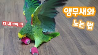 [ 앵무새 놀아주기 ] 아마존앵무 수리랑 코반밴드 가지고 놀았어요 ~ ♡