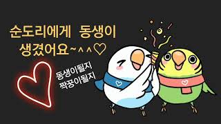 [감사짤~영상] 퀘이커앵무새 순도리 '동생' 짝꿍생겼어요♡