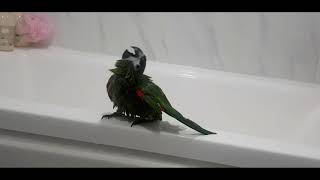 공서연(앵무새)한스마카우.뽐이 분무기 목욕.2020.1…