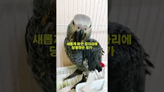 제법 자란 회색앵무새 루카입니다 1주일전 모습이에요 걷…