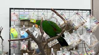 #앵무새 #뉴기니아앵무