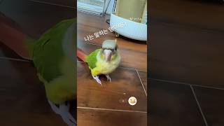 #안녕 #말하는앵무새 #샤이니 #생후3개월 #코뉴어앵무…