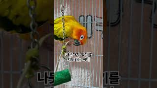 써니는 이렇게 놀아요!  #썬코뉴어 #parrot #앵…