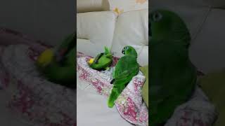 앵무새 의 액션영화