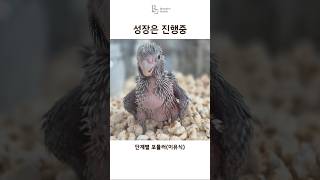  한 걸음, 조금 더 성장하는 갈라코카투