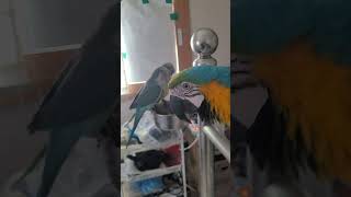 집사야 쟤들 좀 어떻게 해봐 #청금강 #청금강앵무새 #macaw