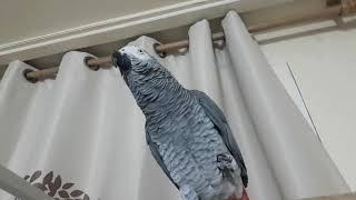 말하는 앵무새 베리 혼자 전화 받기 ㅋㅋ