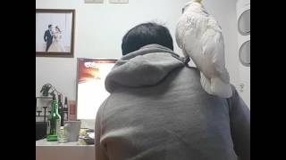 맛있냐고 물어보는 코카투 다롱이/앵무새/유황앵무