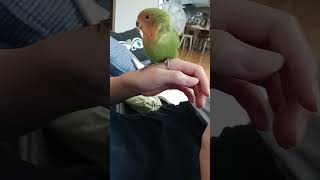 콩이♡ #cute #diy #cat #handmade …