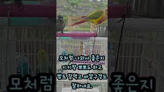사랑앵무 용용이의 태교여행 #영천곰들덤공원 #parrot #앵무새영상 #birds #앵무새키우기 #코뉴어 #사랑앵무 #conure #budgerigar