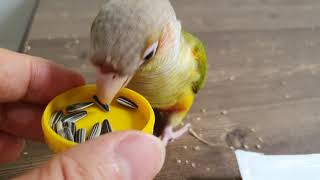 앵무새 간식 관련해서...