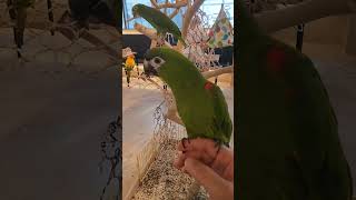 리프패럿 방문 2. 한스마카우~ 퀘이커~  #앵무새 #…