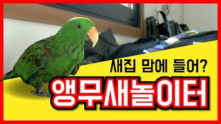 앵무새놀이터 뉴기니아앵무새 새집으로 이사했어요!
