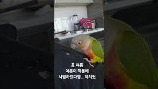 (코뉴어 여르미) 여름준비는 여름이가^^