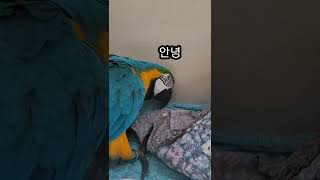 인사하는 청금강앵무새 루카 #shorts