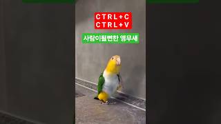 “앵무새가 우리 대화 다 듣고 있었다는 사실… 무섭지만 귀엽다 ”