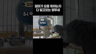 엄마가 요즘 뭐하는지 다 알고있는 앵무새  회색앵무 잠바  #반려동물 #parrot