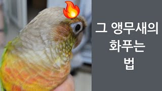 코뉴어 앵무새의 화풀이