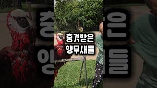 아빠의 돌발행동에 단체로 충격을 받은 앵무새들 #앵무새…