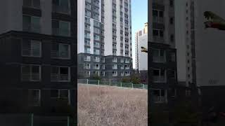 종일 아빠와 산책을 기다린 할리퀸 마카우 루카