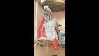 회색앵무 꼬미의 의리