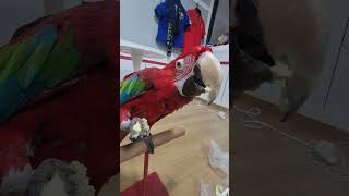 사과젤좋아하는 우리맥쓰 #앵무새#금강앵무#홍금강#앵무살수