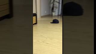 모자안에 들어간 한스마카우 쑥쑥