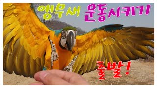 청금강 꼬리가 이게 뭐니..