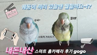 퀘이커앵무새 순도리♡부츄 (널 지켜보고있다!!! 음하하…