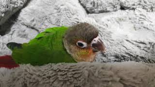 우리집 코뉴어 이불에 부비부비