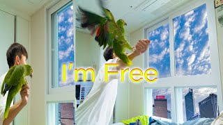 창문 밖으로 앵무새를 날리면 돌아올까? 앵무새 프리플라잉/자유비행/FreeFlight