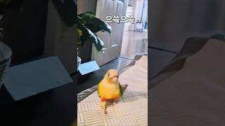 엄마 찾아 날아온 배추~멋지다#앵무새 #parrot #동물키우기