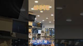 #청금강 카라 실내 비행 훈련 #앵무새 실내 비행가능한곳#parrot