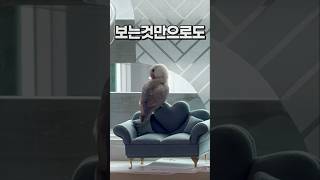 보는 것 만으로도 행복한 앵무새  모란앵무 옹심이 회색앵무 잠바  #반려동물 #parrot