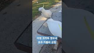 호주여행#앵무새#코카투 야생 앵무새
