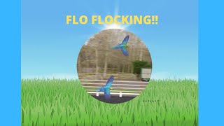 Flo The Harlequin Macaw Free F…