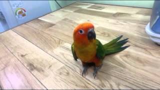 앵무새/중형앵무/코뉴어/썬코뉴어