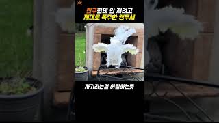갑자기 댄스배틀 붙은 춤무새 코카투