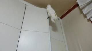 소방관출동 놀이중인 앵무새 나나 유황앵무 코카투