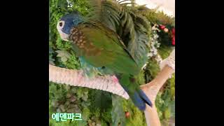 피어니스 와 한스마카우