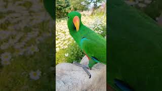 처음 본 순간 꽁꽁삼♡ #윈터 #앵무새 #뉴기니아
