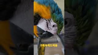 청금강앵무새 루카 #shorts